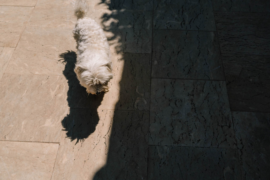 sposarsi in Puglia: cane