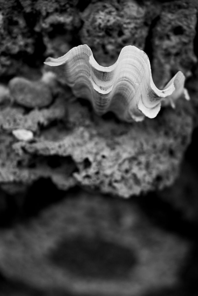 Matrimonio a Villa Gamberaia in Toscana
villa gamberaia