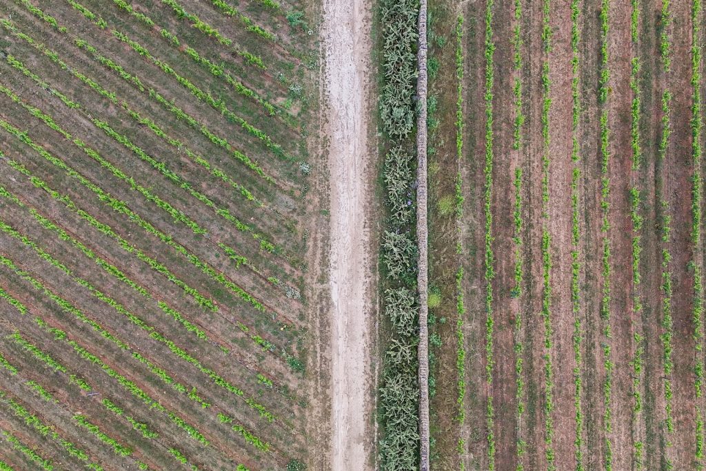 Matrimonio a Masseria Cuturi
drone
campo di ulivi