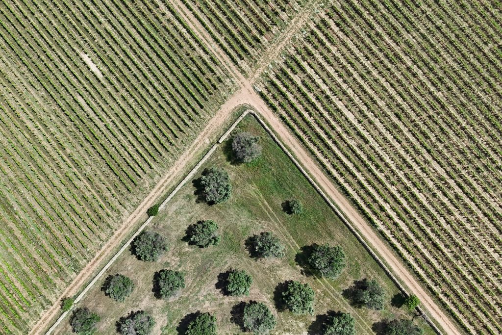 Matrimonio a Masseria Cuturi
drone
ulivi